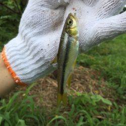 オイカワと遊ぶ