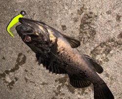 気温は暑いが釣果は涼しい