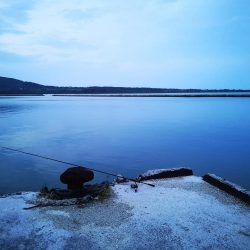 西表島ではレアな太刀魚です。