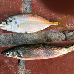 カンパチ、ハマチ、シマアジ、スズキの子共