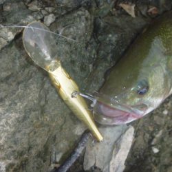 浮草、アオコ発生