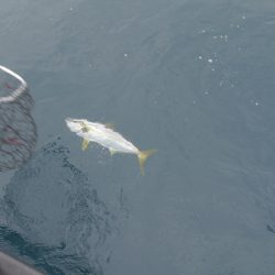 松鶴丸 釣果