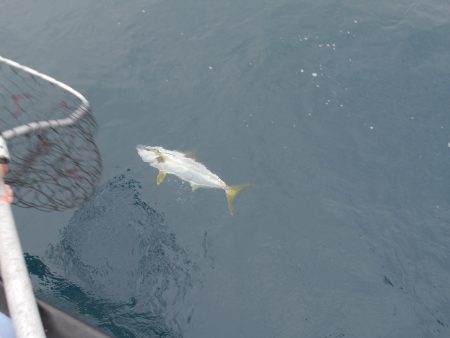 松鶴丸 釣果