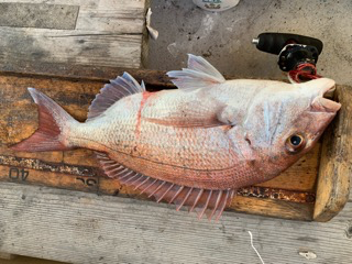 幸吉丸 釣果