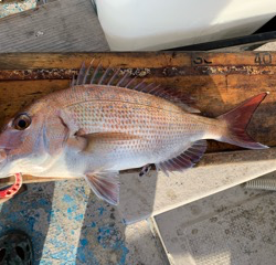 幸吉丸 釣果