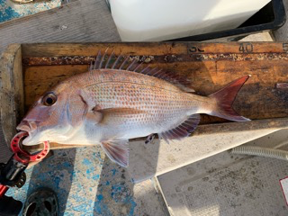 幸吉丸 釣果