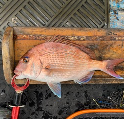 幸吉丸 釣果