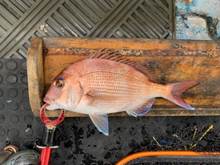 幸吉丸 釣果