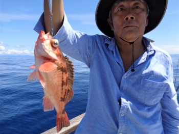 鯛紅丸 釣果