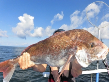 鯛紅丸 釣果