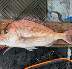 幸吉丸 釣果