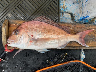 幸吉丸 釣果