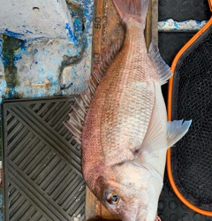 幸吉丸 釣果