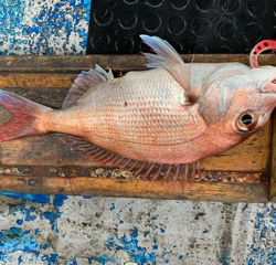 幸吉丸 釣果