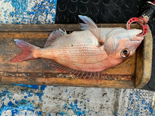 幸吉丸 釣果