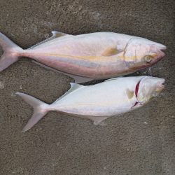 清和丸 釣果