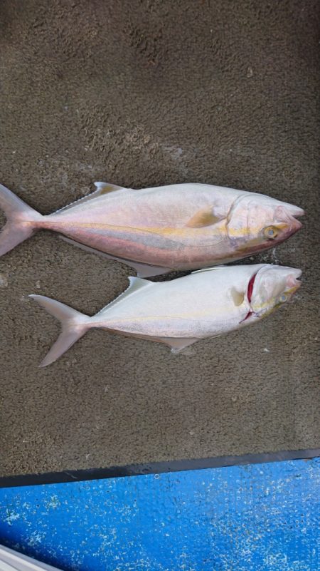 清和丸 釣果