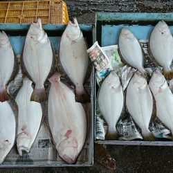 明神釣船 釣果