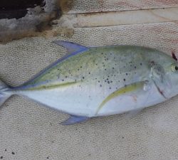 本部釣りイカダ 釣果