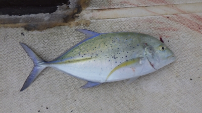 本部釣りイカダ 釣果