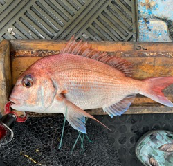 幸吉丸 釣果