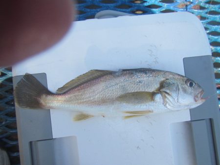 オリジナルメーカー海づり公園(市原市海づり施設) 釣果