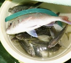 恵陽丸 釣果