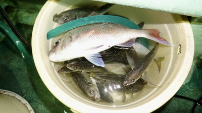 恵陽丸 釣果