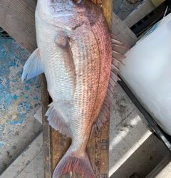 幸吉丸 釣果