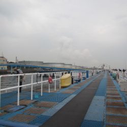 オリジナルメーカー海づり公園(市原市海づり施設) 釣果