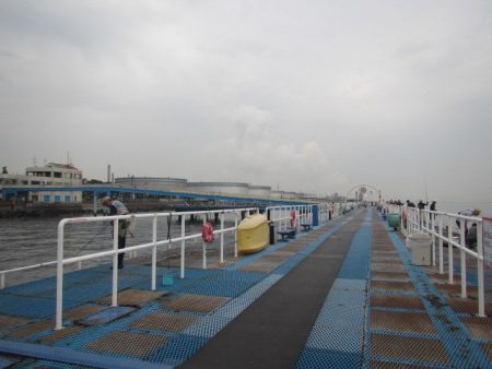 オリジナルメーカー海づり公園(市原市海づり施設) 釣果