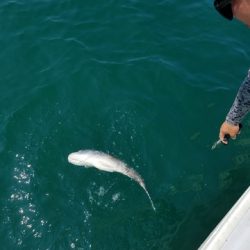 遊漁船　ニライカナイ 釣果