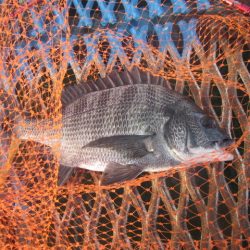 オリジナルメーカー海づり公園(市原市海づり施設) 釣果