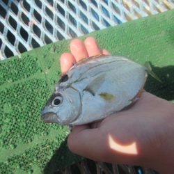 オリジナルメーカー海づり公園(市原市海づり施設) 釣果