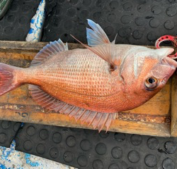 幸吉丸 釣果