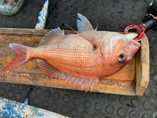 幸吉丸 釣果