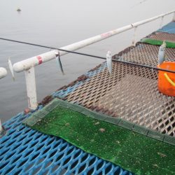 オリジナルメーカー海づり公園(市原市海づり施設) 釣果