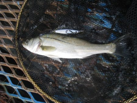 オリジナルメーカー海づり公園(市原市海づり施設) 釣果