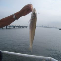 オリジナルメーカー海づり公園(市原市海づり施設) 釣果