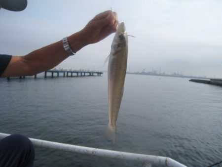 オリジナルメーカー海づり公園(市原市海づり施設) 釣果