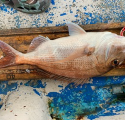 幸吉丸 釣果