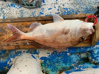 幸吉丸 釣果