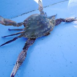 松鶴丸 釣果