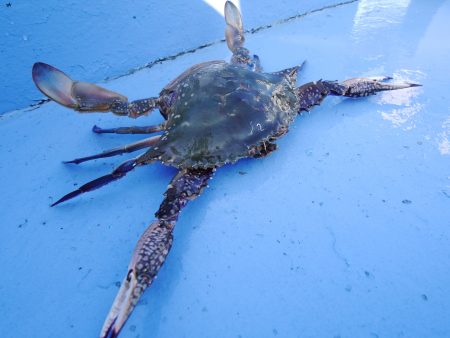 松鶴丸 釣果