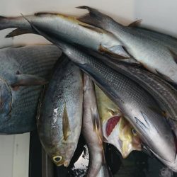 伊豆下田フィッシング 釣果