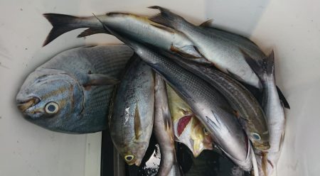 伊豆下田フィッシング 釣果