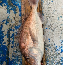 幸吉丸 釣果