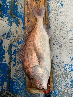 幸吉丸 釣果