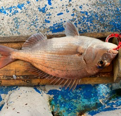 幸吉丸 釣果