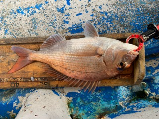 幸吉丸 釣果